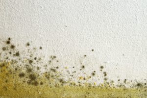 An image of mold on a basement wall